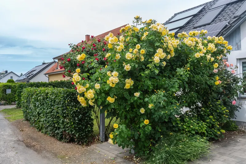 Rosenbogen am Eingang der Ferienwohnung in Stralsund