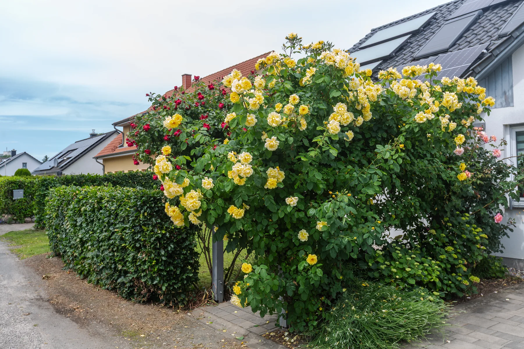 Rosenbogen am Eingang der Ferienwohnung